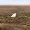 Large white bird sitting on a tundra grassland landscape with the horizon in the background