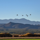 Sandhill Cranes flying over the Refuge from a distance.