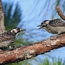 Two red cockaded woodpeckers face each other on a tree limb with pine needles and blue sky visible in the background