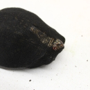 A turtle sticks its head out of as suck it's been stuffed inside