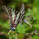 Beautiful turquoise, black, yellow striped butterfly, with red and blue highlights near a violet flower on a green leafy stalk