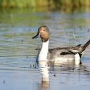 A long-necked duck with a brown head and a white neck and long tail feathers swims on a body of water.
