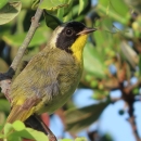 a small yellow-throated warbler with black coloring across the eyes stands on a branch surrounded by green leaves a blue berries