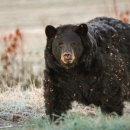 Large black bear walking on all fours through a green field. Extra furry coat is dotted with parts of brown weeds though which he had been walking.