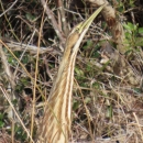 Brown, white striped stretched-neck American Bittern with long sharp bill looking straight up in a frozen stance has great camouflage coloring next to thick brush and bushes