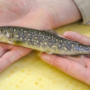Juvenile Lake Trout