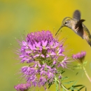 adult female broad-tailed hummingbird nectars on Rocky Mountain beeplant at Seedskadee NWR