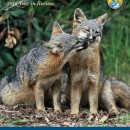 Magazine with two island foxes nuzzling on cover