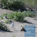 Magazine with small bird (western snowy plover) in sand on cover