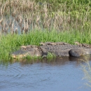 Large alligator lies on grass bank along water's edge with five hatchlings on her back.