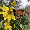 A monarch butterfly resting on a flower