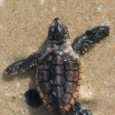 An image of the cover for the refuge brochure.