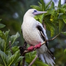 A red-footed booby sits on a branch. It had a white body with black tipped wings and red feet. 