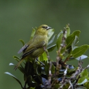 ʻAkekeʻe sits on a branch. It has greenish-yellow feathers with black tipped wings.