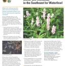 An Image of the Moist-soil Wetlands in the Southeast for Waterfowl fact sheet.