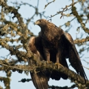 Golden eagle at Finley NWR
