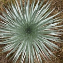 Birds eye view of an ahinahina plant, wet with dew or rain.