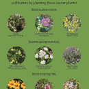 An infographic depicting the photos, common names, and scientific names of various nectar plants that are native to California and good for pollinators