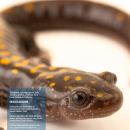 Una salamandra marrón con manchas amarillas por todo su cuerpo sobre un fondo blanco. Foto cortesía de Joel Sartore/National Geographic