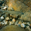 A bull trout is seen under water with rocks and debris in the foreground and a large rock in the background.