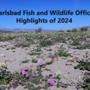desert landscape with green plants with pink flowers in foreground and hills in background