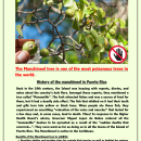 Poisonous Manchineel Tree: History and Facts (Eng/Spa)