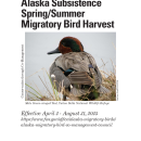 Regulations for the 2025 Alaska Subsistence Spring/Summer Migratory Bird Harvest
