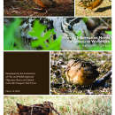 American Woodcock, A Funding Strategy