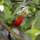 An ʻIʻiwi perching on a branch while reaching with its beak for nectar from a white flower