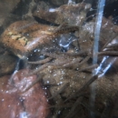 Southern Appalachian Brook Trout fingerlings are in a clear plastic bag placed on the stream bottom.