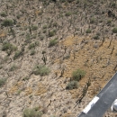 Image of patches of buffelgrass