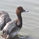 male redhead duck with wings spread