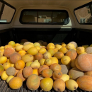 The back of truck loaded with heirloom melons