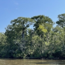 A body of water surrounded by trees
