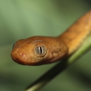 A brown tree snake pokes its head out