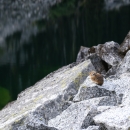 A small brown animal sits on gray rocks in front of a lake and mountain background
