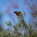 a Monarch butterfly on a green plant
