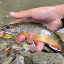 Image of hand holding brook trout next to stream