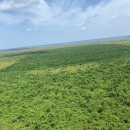 Image of regenerated Atlantic White Cedar forest after catastrophic wildfire