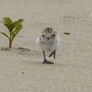 White fluffy plover chick with black spots on top of head (crown) walking in the sand with a plant in the background.