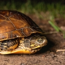 A western chicken turtle