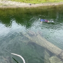 A person snorkels on the surface of a deep pool in the river floating near a large tree trunk.