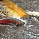 A mature coho salmon returns upriver to spawn