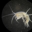 Illinois cave amphipod