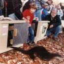 Biologist and small child open an otter crate to release a river otter