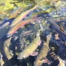 A school of large rainbow trout swim closely together. 