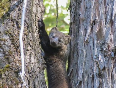 a fisher climbing a tree