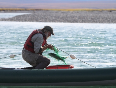 a man bringing in a fish in a net