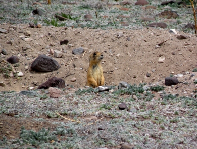 Utah prairie dog