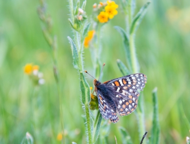 Butterfly rests on tall flowering plant.
